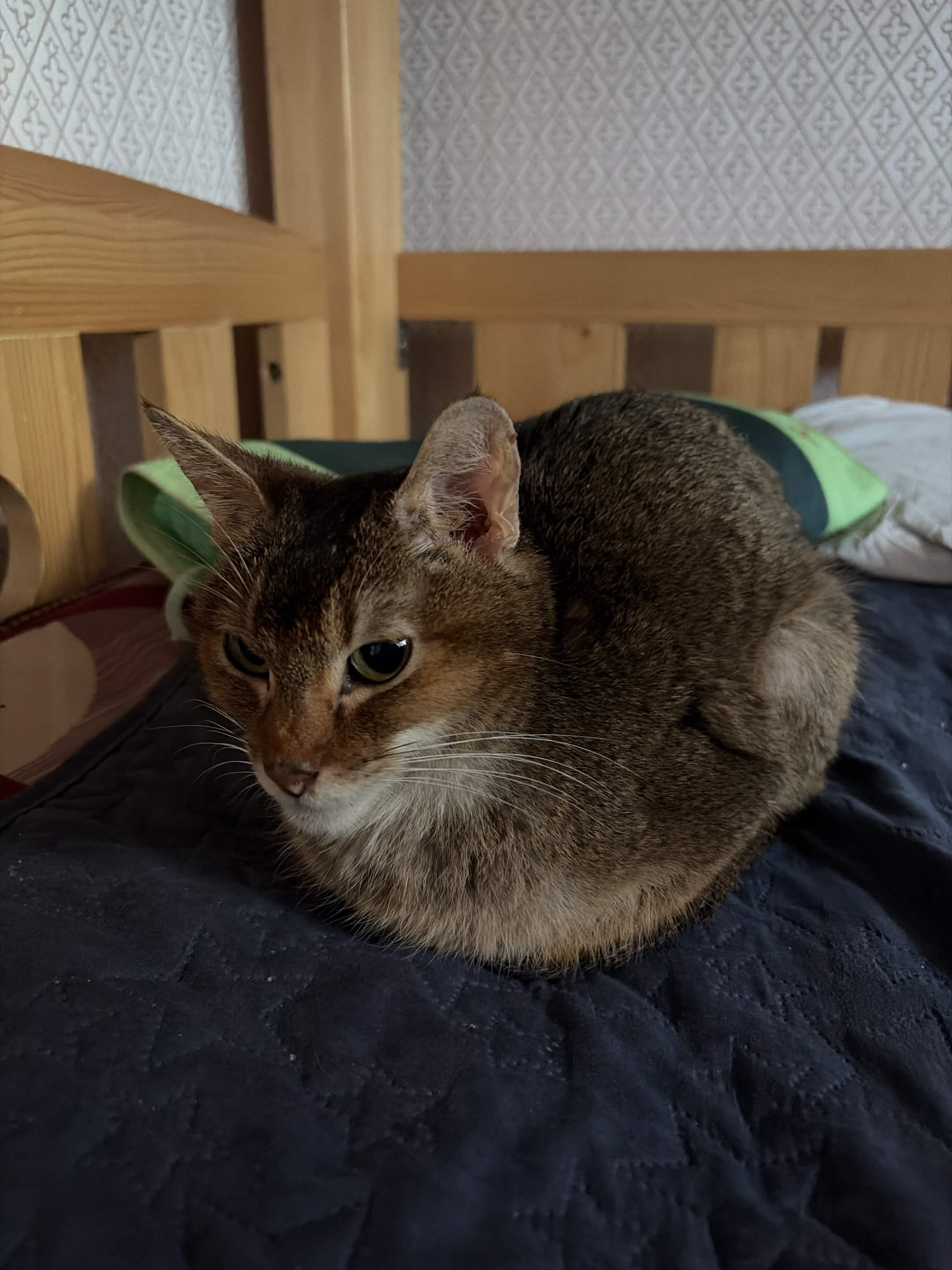 고양이 사진