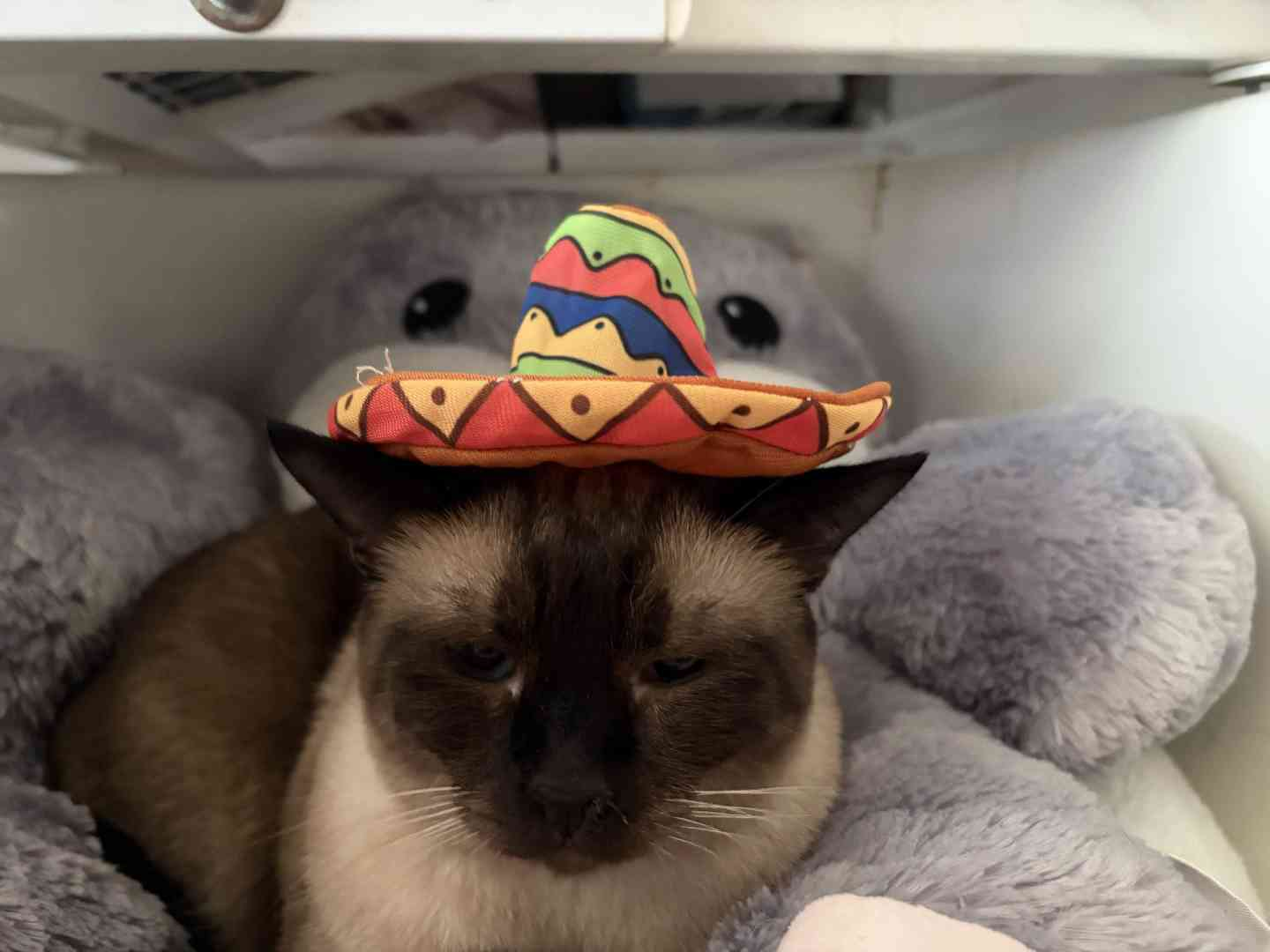 고양이 사진